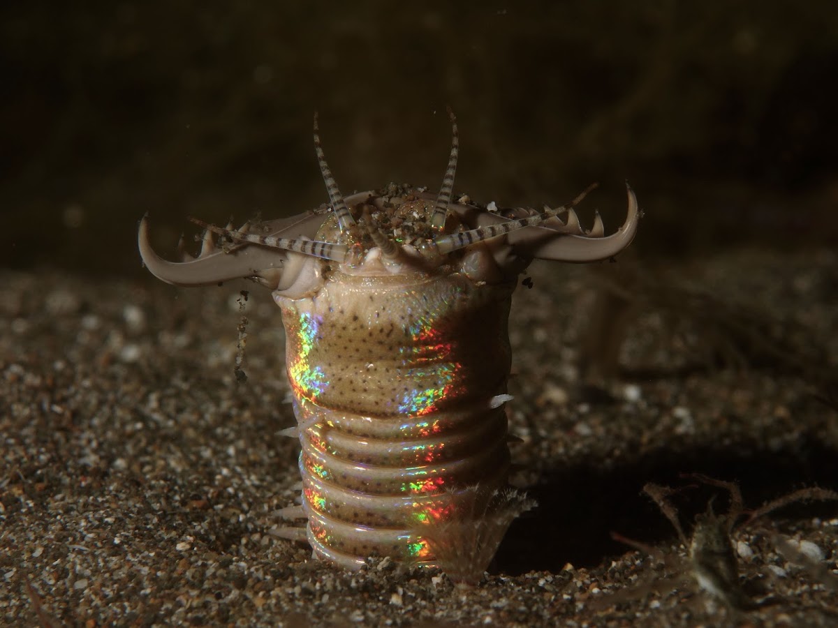 Bobbit Worm