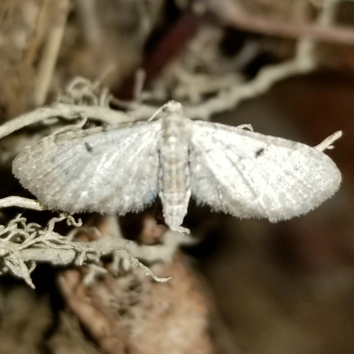 Unknown Eupithecia