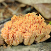 Coral Fungus