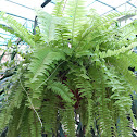 Lace fern