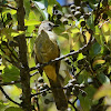 Flavescent Bulbul