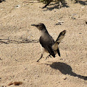 Tropical Mockingbird