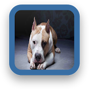 Puppy Pitbull Wallpaper  Icon