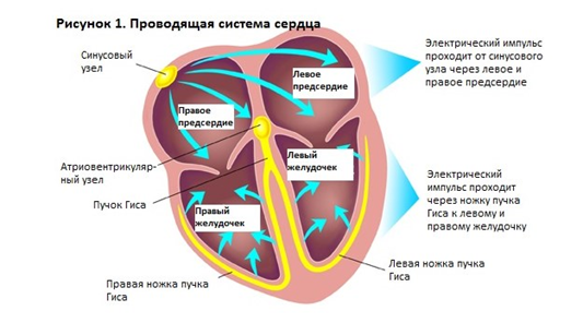 Пароксизмальная тахикардия симптомы лечение первая помощь