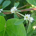 Sessile Joyweed (Bunga-bunga)