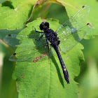 Dot-tailed Whiteface Dragonfly