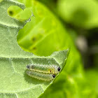 Black-headed ash sawfly larvae