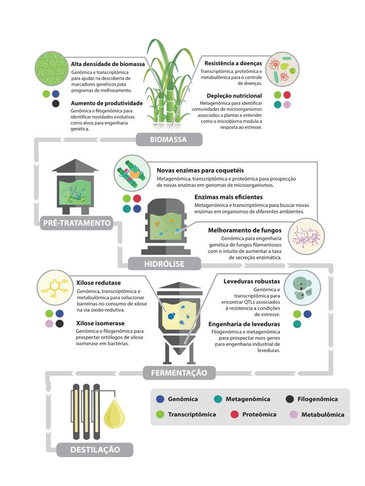 Ômicas: como utilizá-las na tecnologia do etanol de segunda geração? -  Profissão Biotec