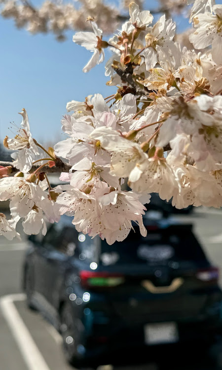 ライズのEKOG Club・RAIZE・iPhone15pro・サクライズ・桜と愛車に関するカスタム事例の投稿画像1枚目