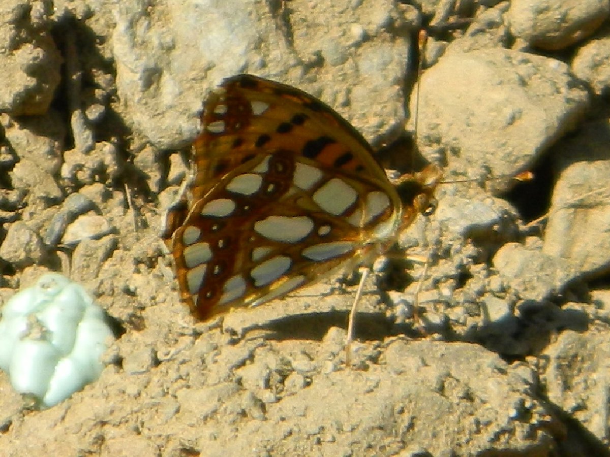 The Queen of Spain fritillary