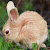 Bunny My News