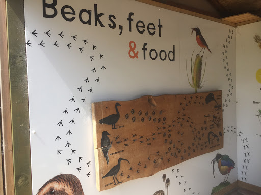 Beaks, Feet And Food Display