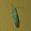 Green Banana Cockroach