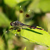 Four-spotted Pennant Dragonfly