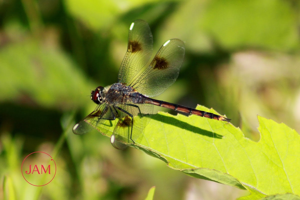 Four-spotted Pennant Dragonfly