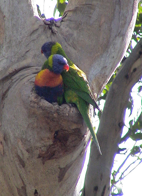 Rainbow Lorikeet