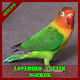 Download Lovebird Ngetik Ngekek Offline For PC Windows and Mac 1.0