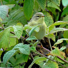 Willow Warbler