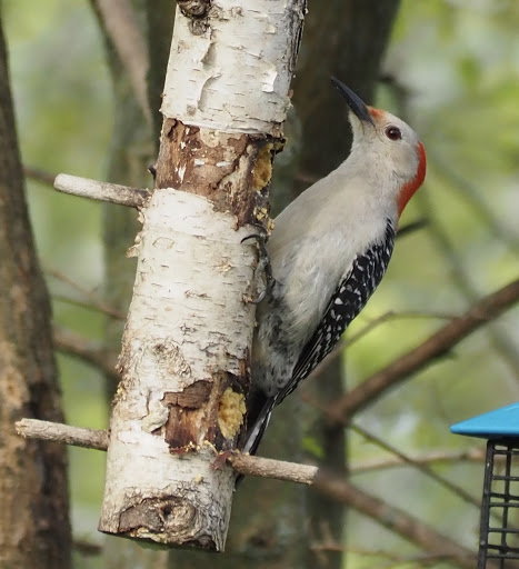 Female Red-Bellied Woodpecker