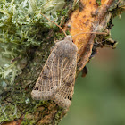 Lunar Underwing