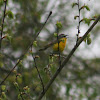 Yellow-Breasted Chat