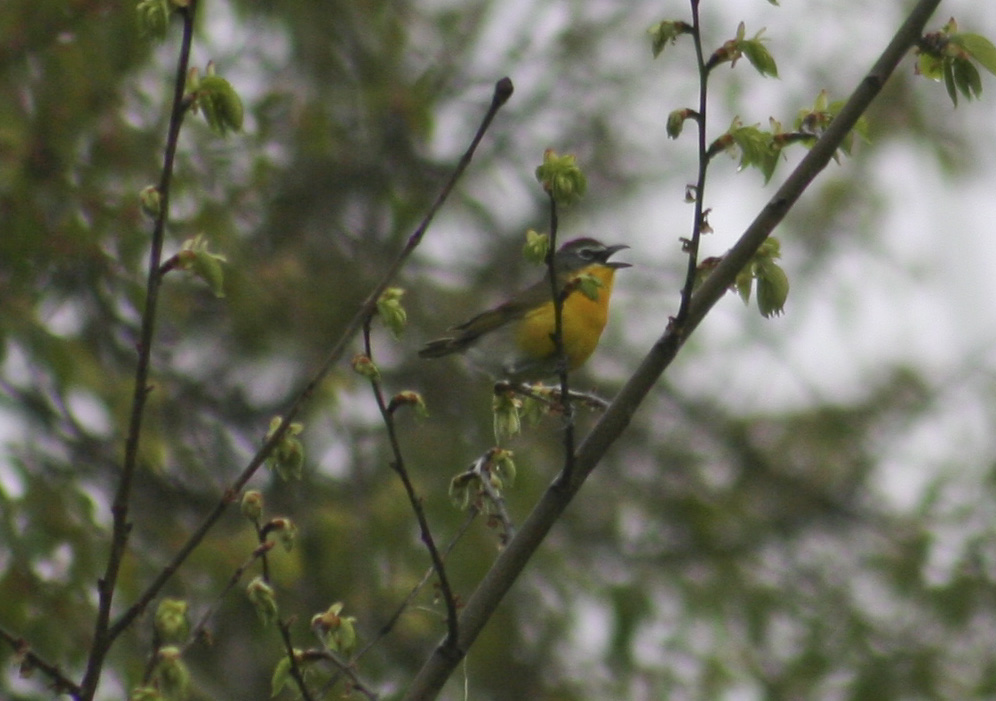 Yellow-Breasted Chat