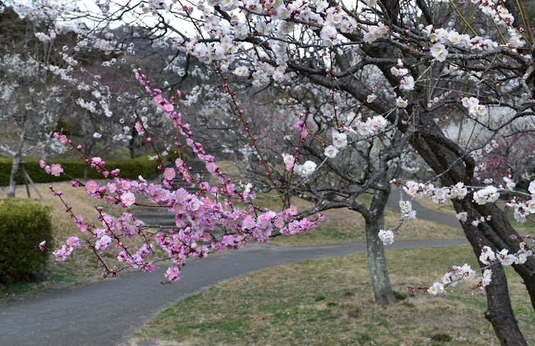 アルトラパンの梅の花とコラボ・梅林公園・うめとらぱんに関するカスタム事例の投稿画像3枚目