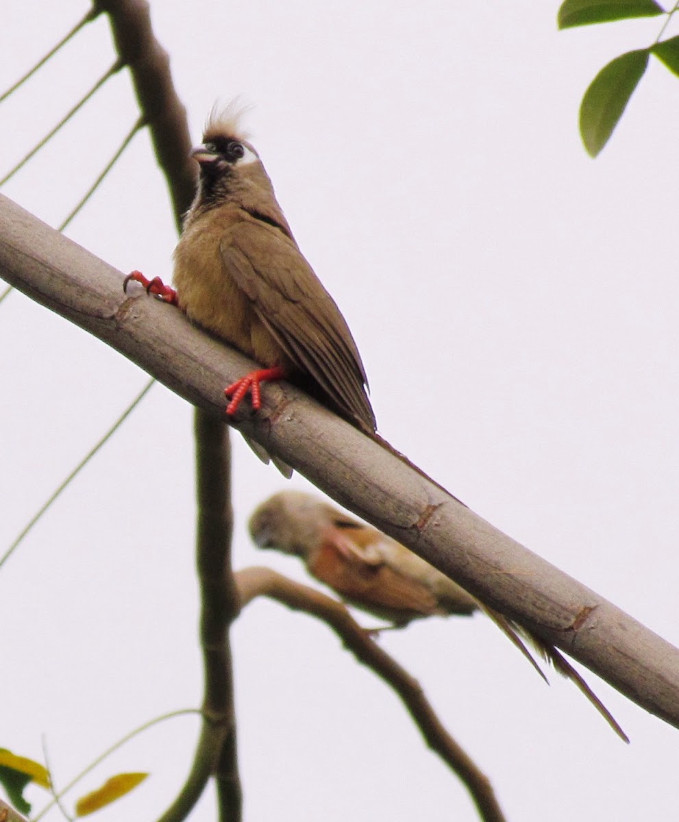 Speckled mousebird