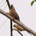 Speckled mousebird