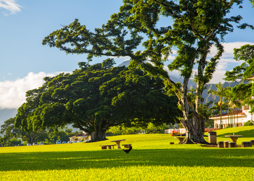 Beautiful green trees in front of Hawaii University.