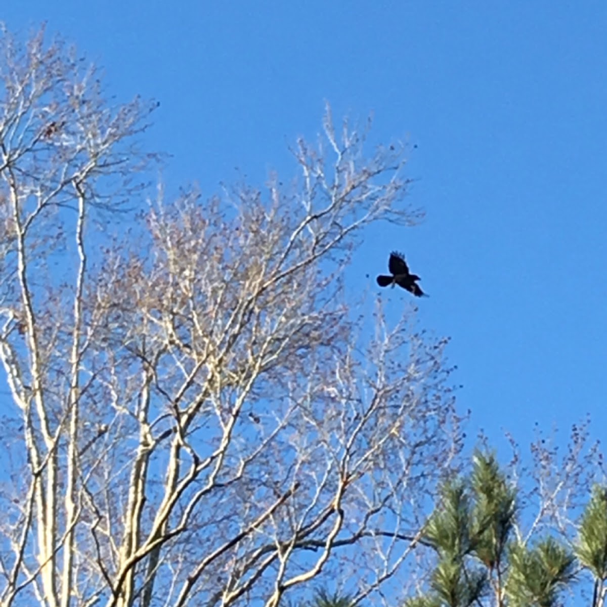 Common raven