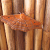 Saturniid Moth