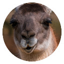 Alpaca pop animal HD new tab page theme