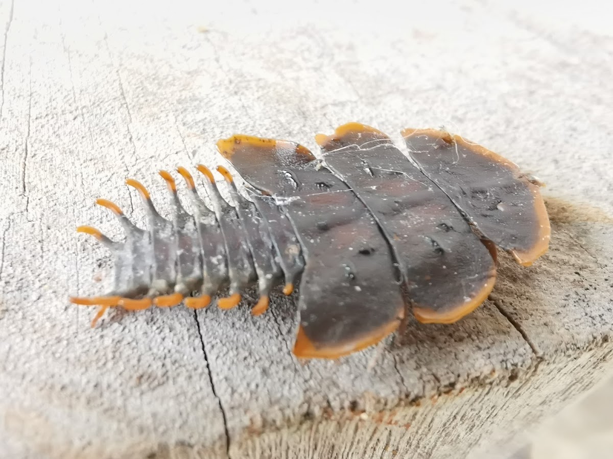 Trilobite Beetles