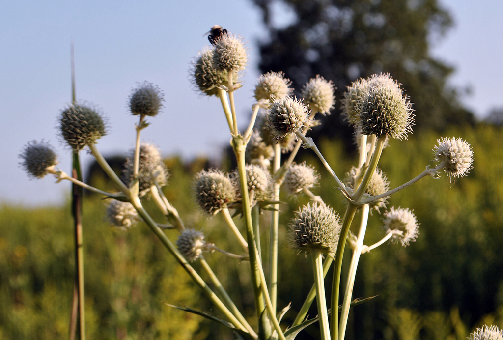 Rattlesnake Master