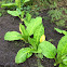 Skunk Cabbage