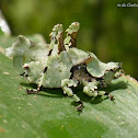 Lichen Katydid