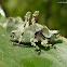 Lichen Katydid