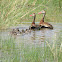 Black-bellied Whistling Duck