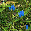 Closed Bottle Gentian