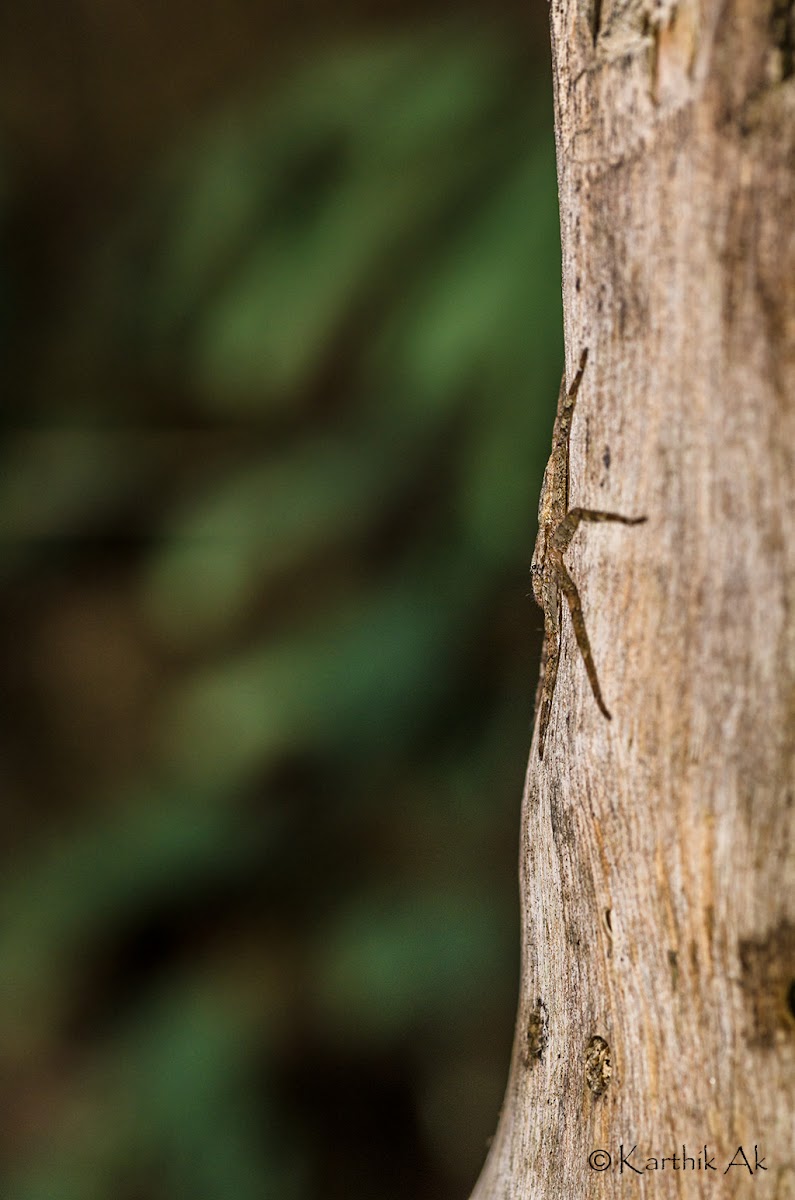 Gliding spider