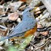 Grey-Backed Thrush ♂ / चाँचर चराको प्रजाती