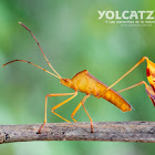 Leaf footed Bug