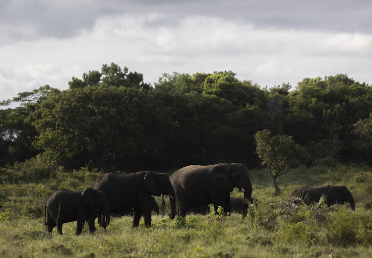 Elephants grazing near Bhangazi gate on the St Lucia side of iSimangaliso Wetland Park.