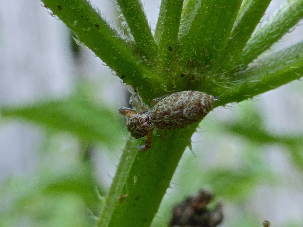 Hentzia Jumping Spider ♀