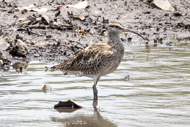 Whimbrel