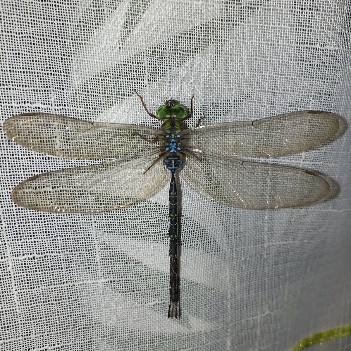 Double-spined Darner