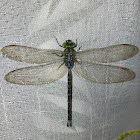 Double-spined Darner