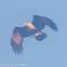 Brahminy Kite