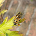 Band-eyed Drone Fly